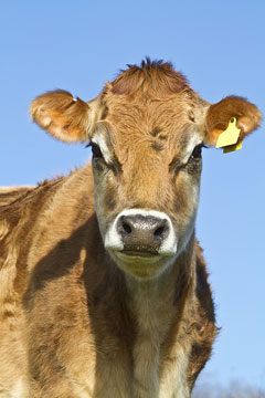 a jersey dairy cow